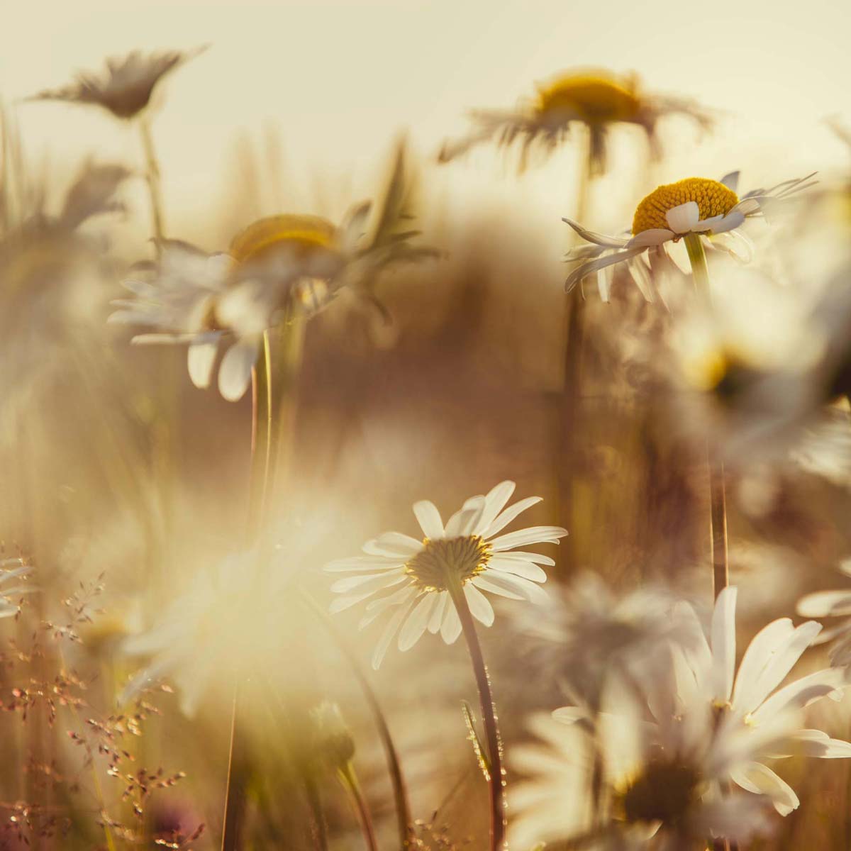 Blomstereng eksempelbilde